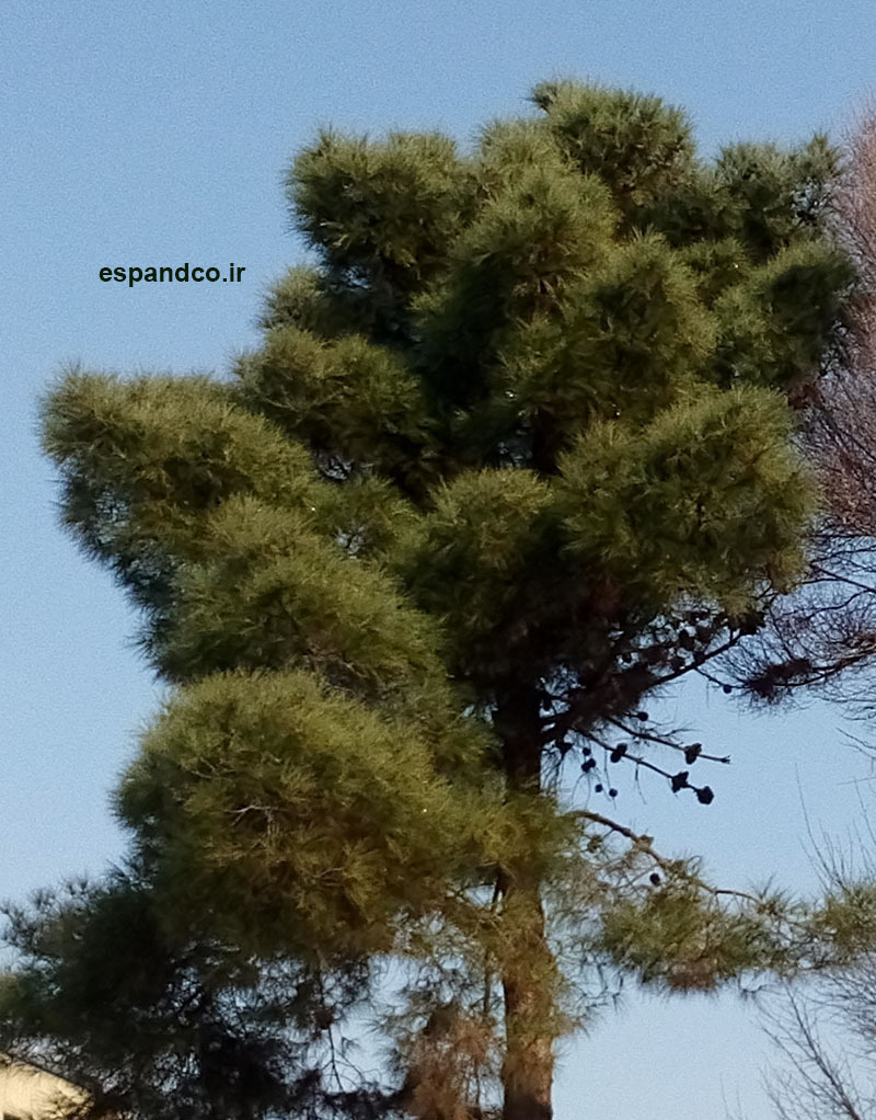 بذر کاج Pinus eldarica 